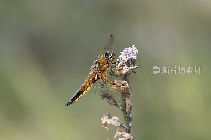 四斑蜻蜓(Libellula quadrimaculata)